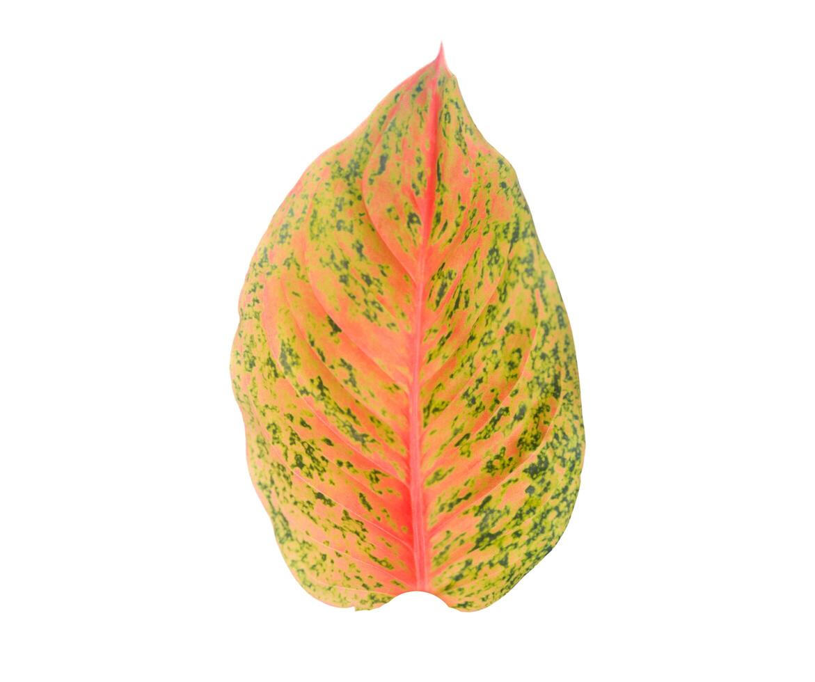 Cut out Aglaonema Bidadari or Chinese Evergreen leaf with clipping paths on white background. Tropical house decorative plants photo