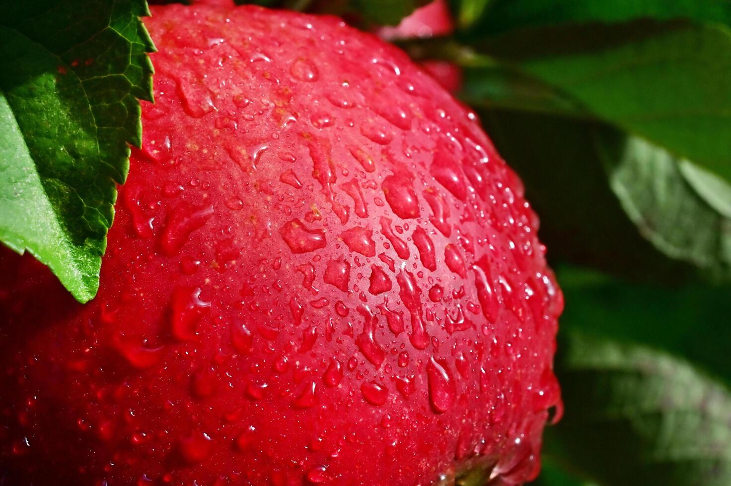 ripe apples in an orchard after the rain photo