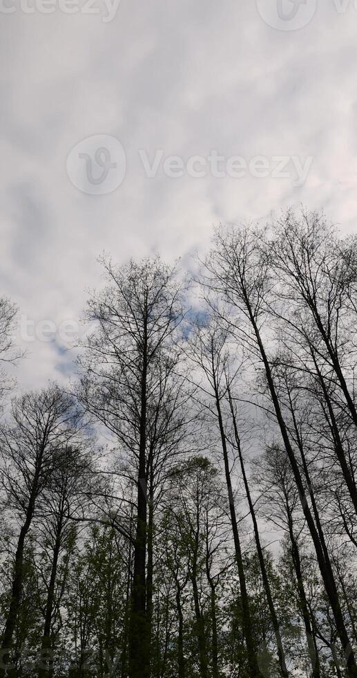 tall trees against a background of gray clouds photo