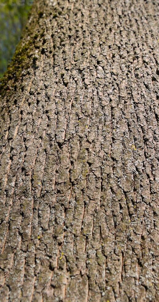 details of maple bark in the spring season photo