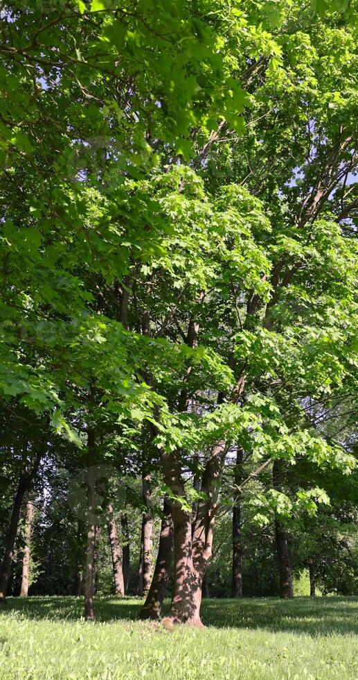 maples and other deciduous trees in the park in spring photo