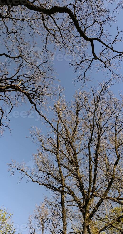 acacia tree in spring without foliage in the park photo