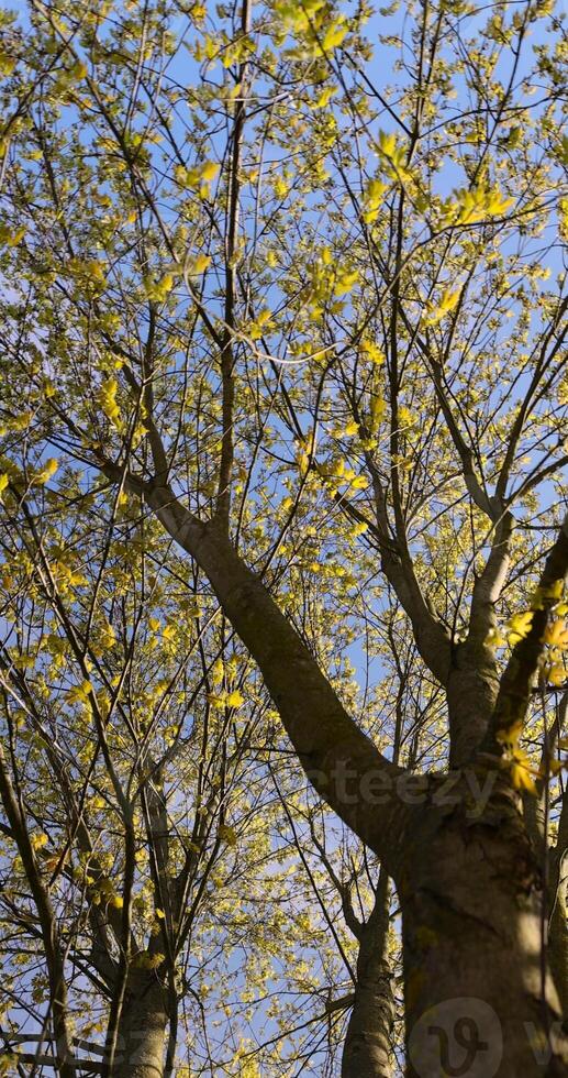 beautiful new maple foliage in sunny weather photo