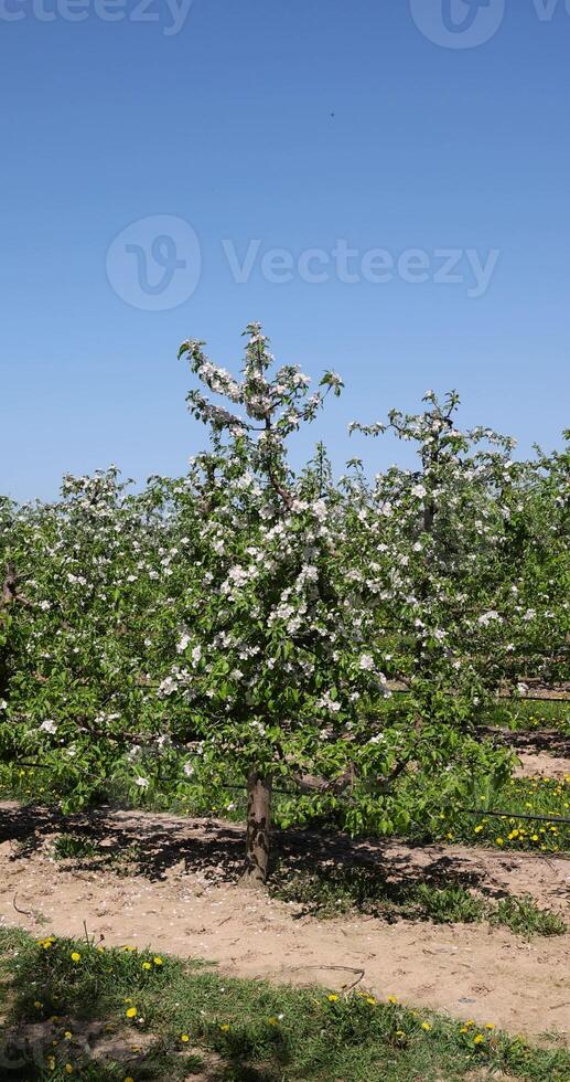 apple trees blooming with white flowers in spring photo