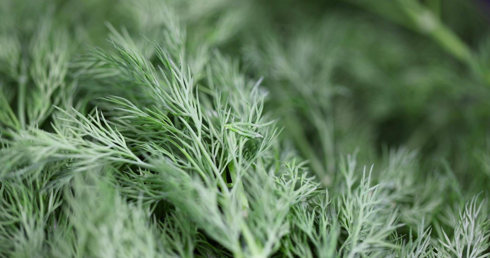 a large amount of green dill to add as spices photo