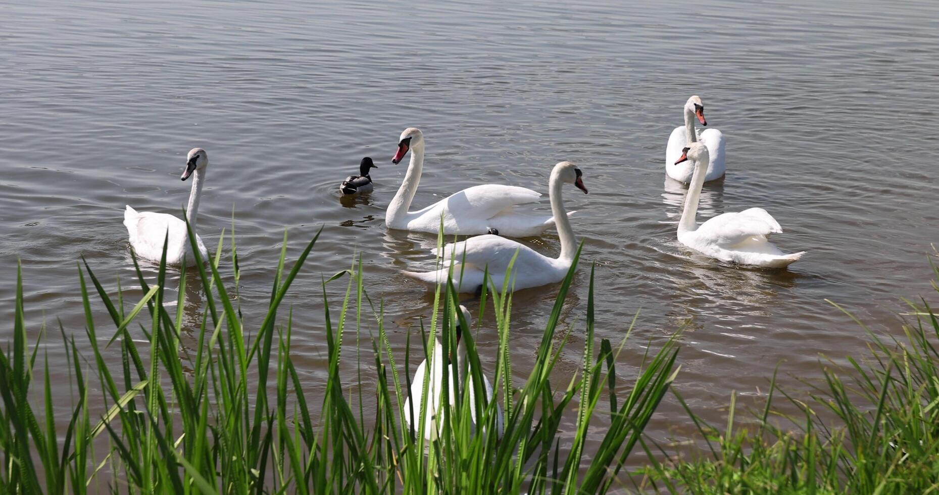 Swans swimming in the lake in early summer photo