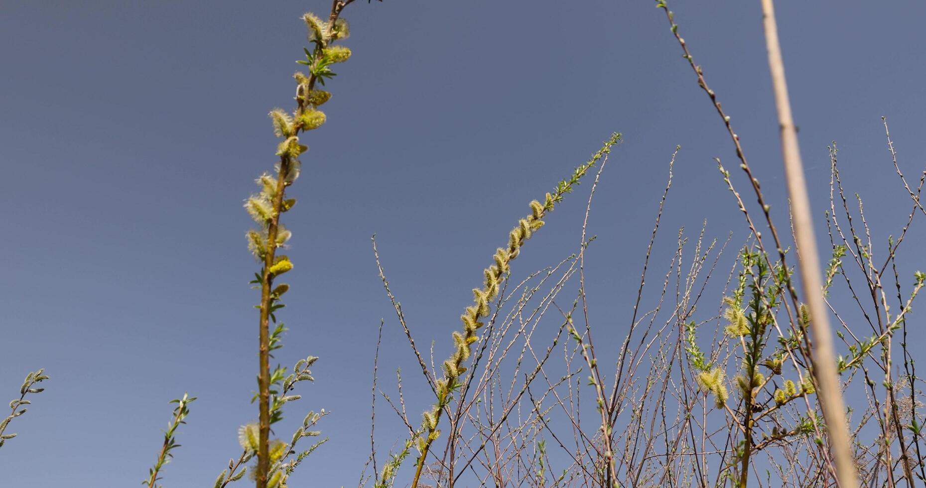willow branches during flowering against a blue sky photo