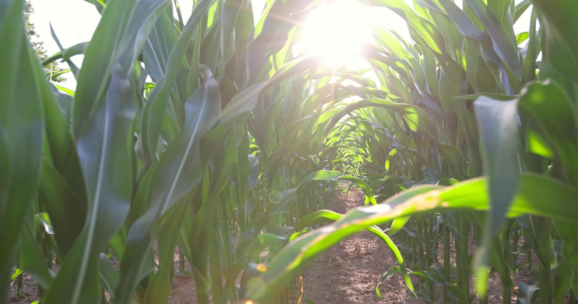 a field with a crop of corn plants on a blue sky background photo