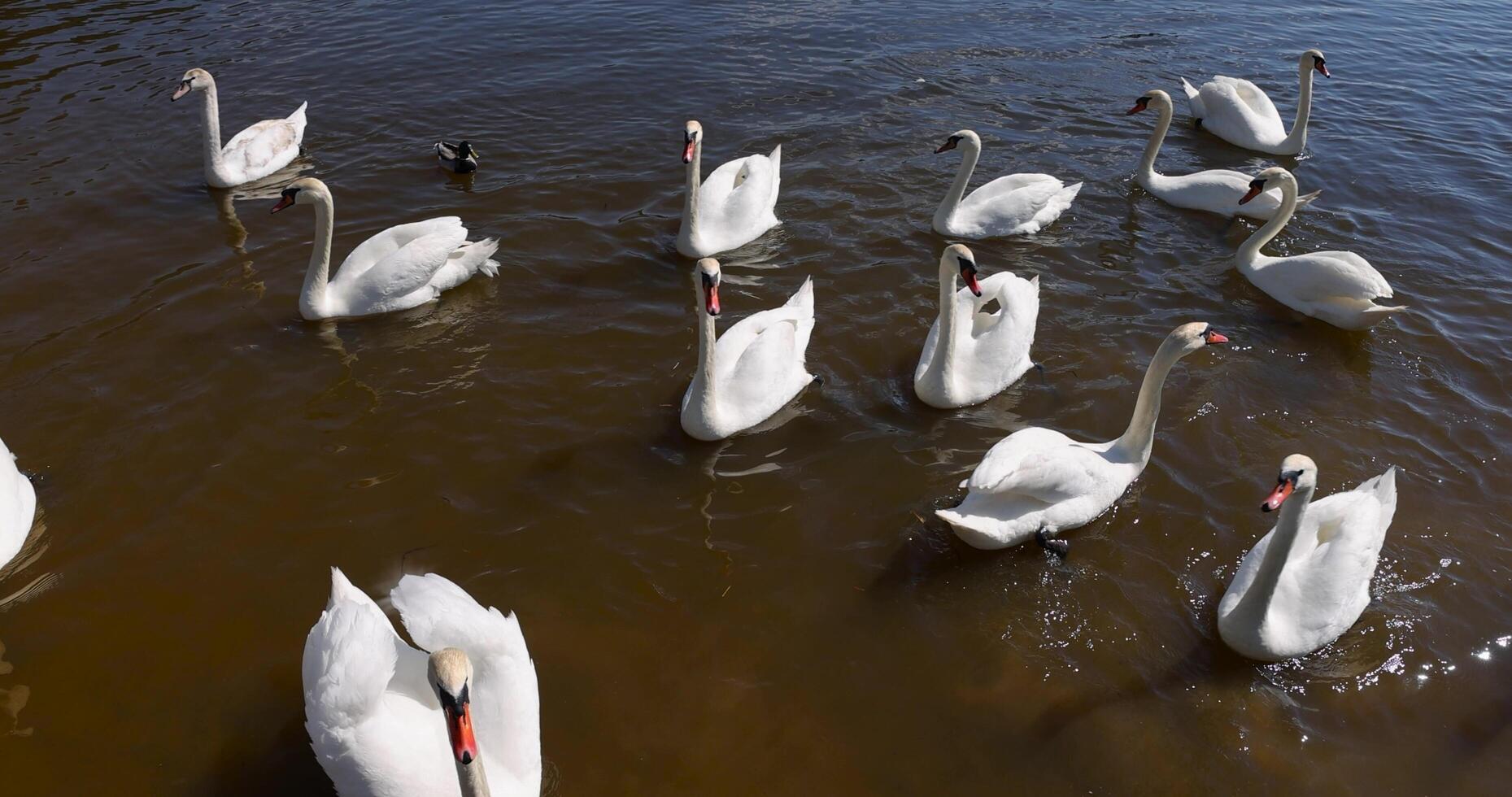 A large group of hungry swans in spring photo