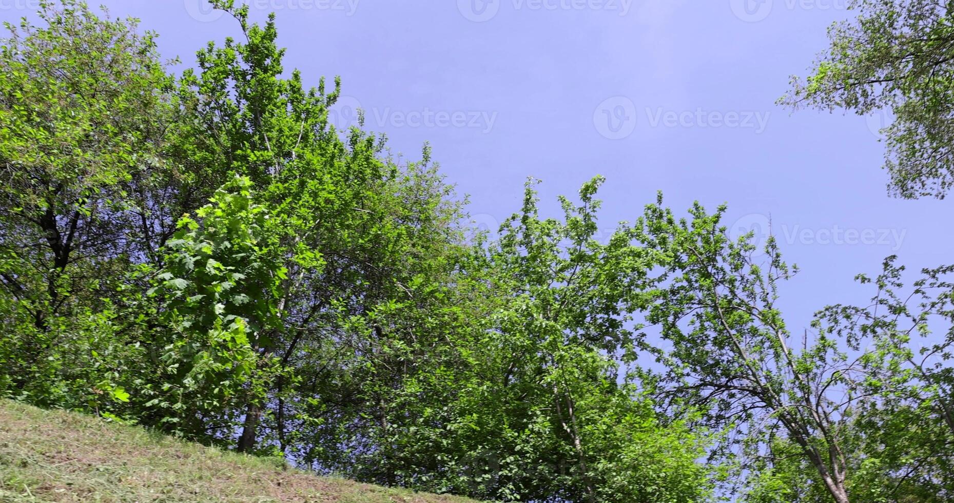 different types of trees in the park in the summer against the blue sky photo