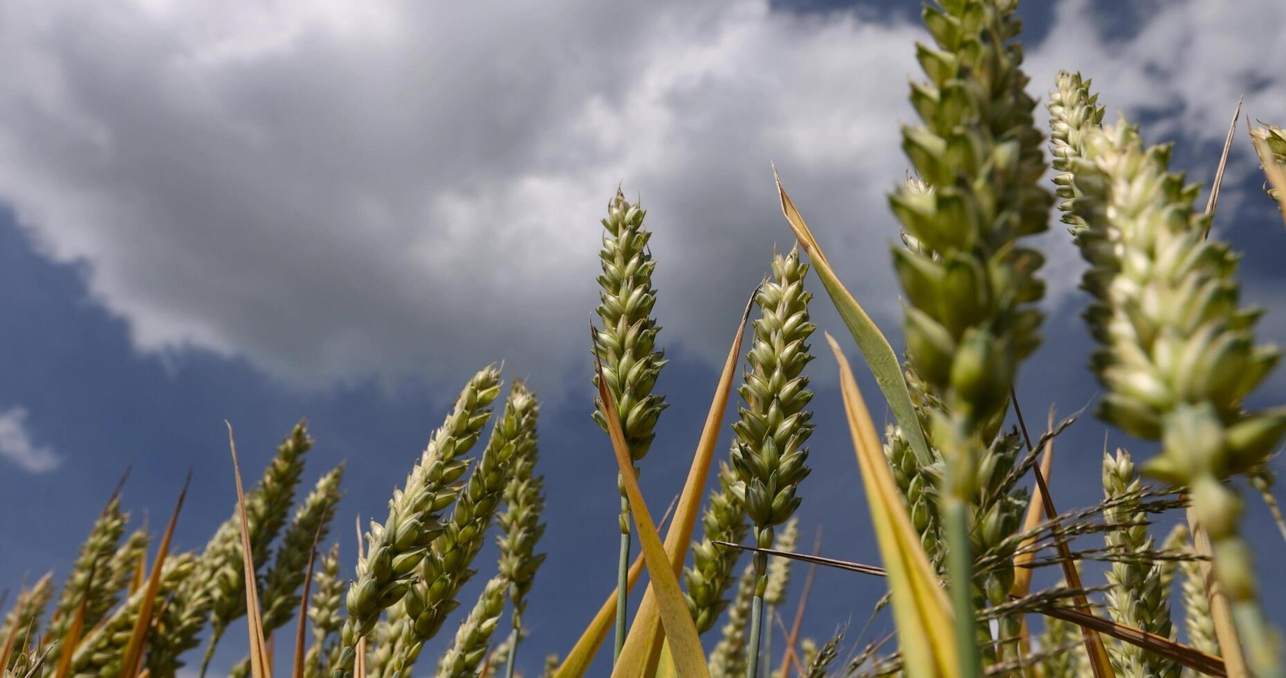 field with wheat that turns from green to yellow during ripening photo