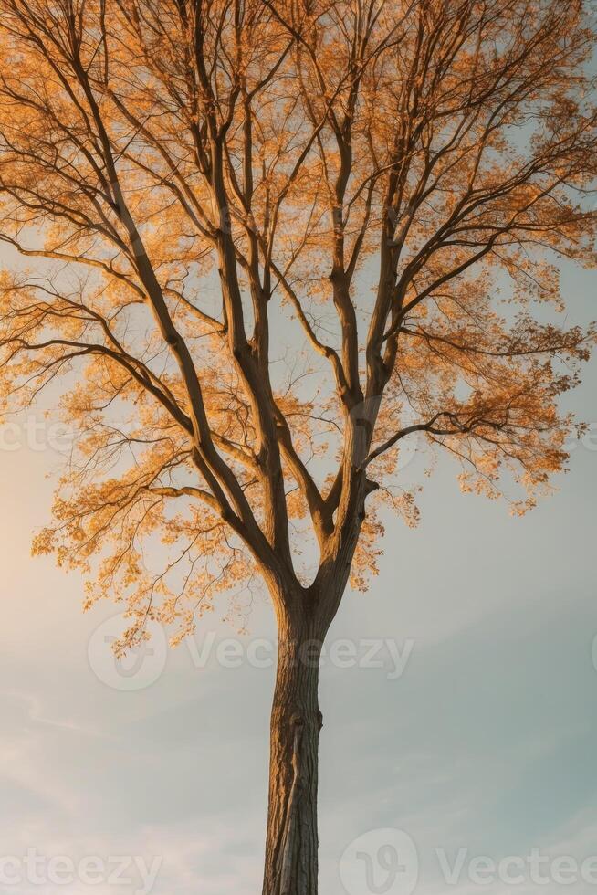A tree stands alone in the middle of a field photo