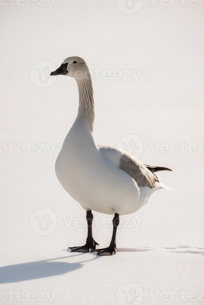 A white goose standing in the snow photo