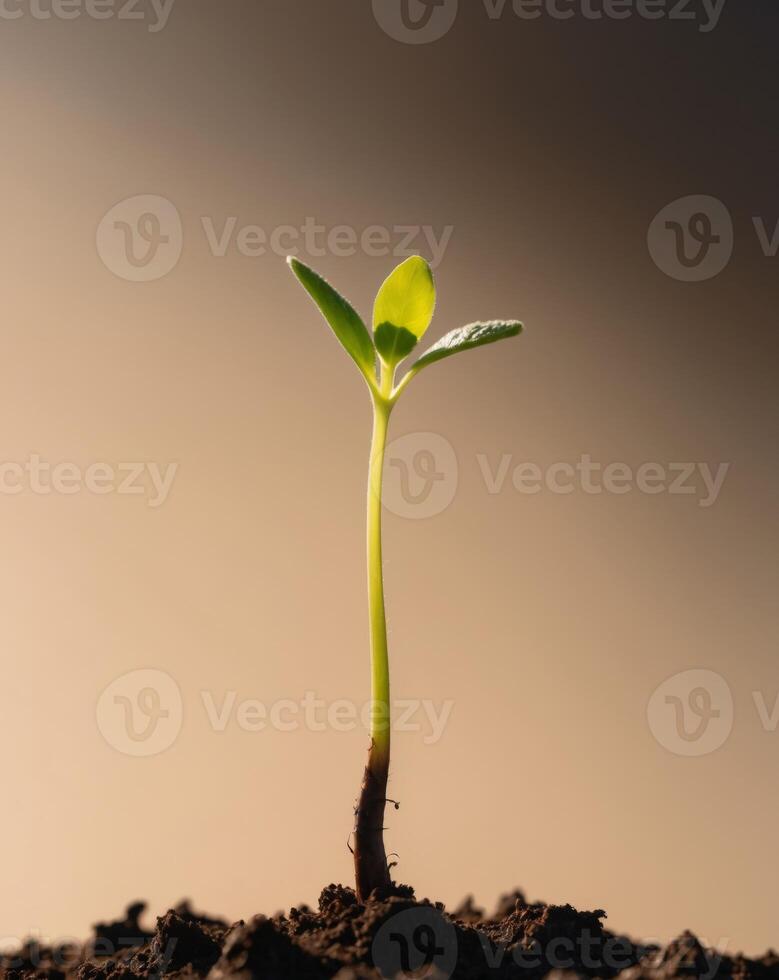 A young plant sprouting from the ground photo