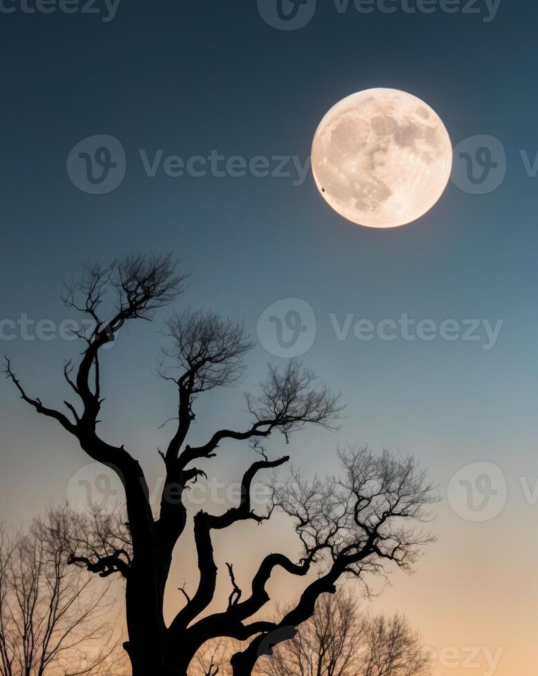 A full moon is seen over a tree in the evening photo