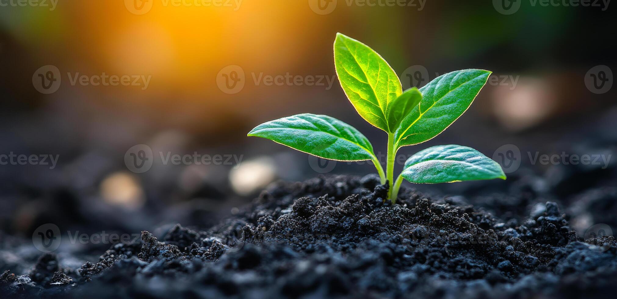 A small green plant is growing in the dirt. The plant is surrounded by dirt and he is in the process of growing photo