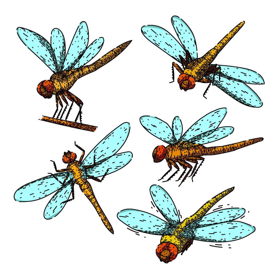 dragonfly set sketch hand drawn vector