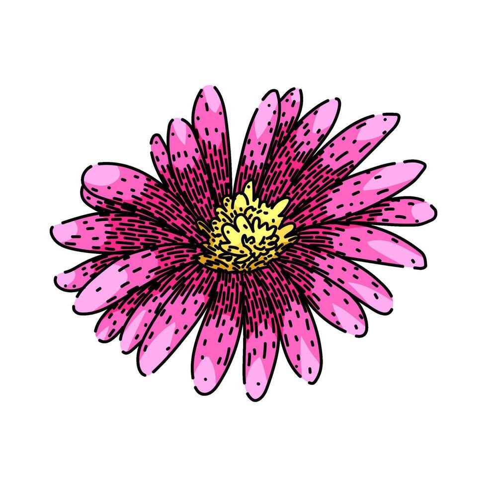 flower aster sketch hand drawn vector