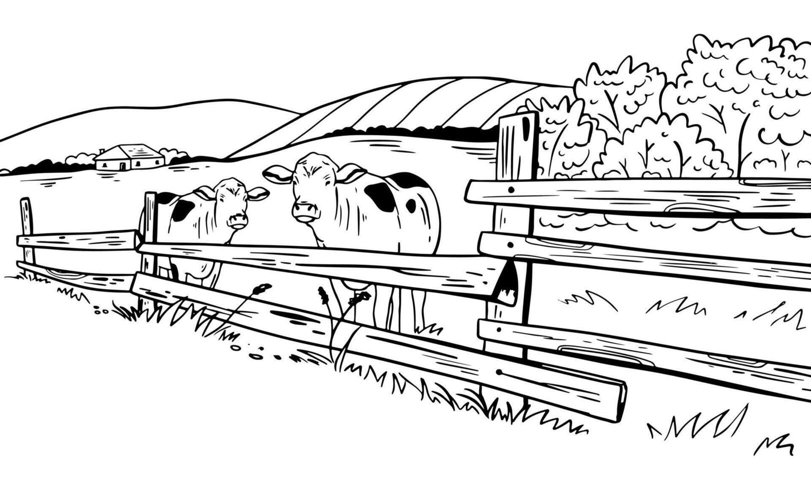 Outline illustration of cows grazing in a field. Hand drawn banner illustration. vector