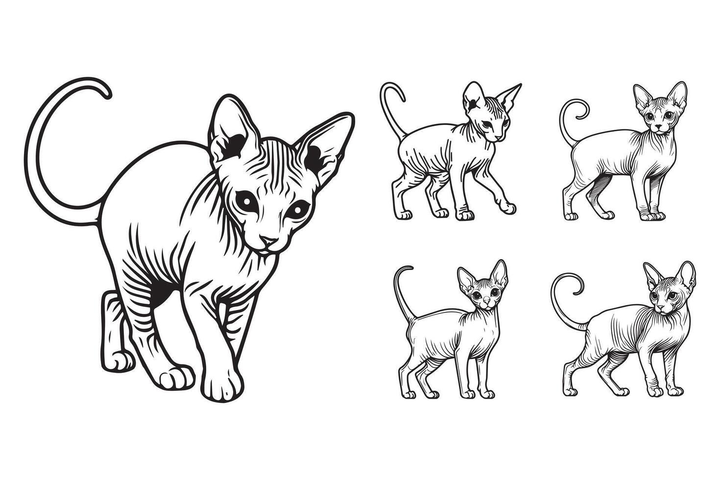Line Art Small Skinny Sphynx Cat Pet Stand Pose Art Black and White Illustration Hand Drawn Clipart vector