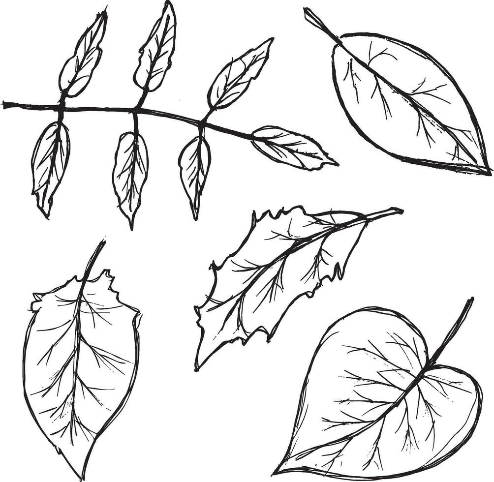 Doodle Autumn Leaves Set. Black Hand-Drawn Outlines. Simple black silhouettes on a white background. vector