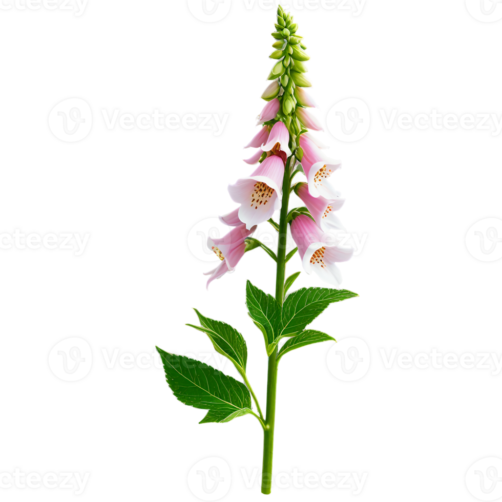 Pink foxglove flower stem with green leaves isolated transparent background png