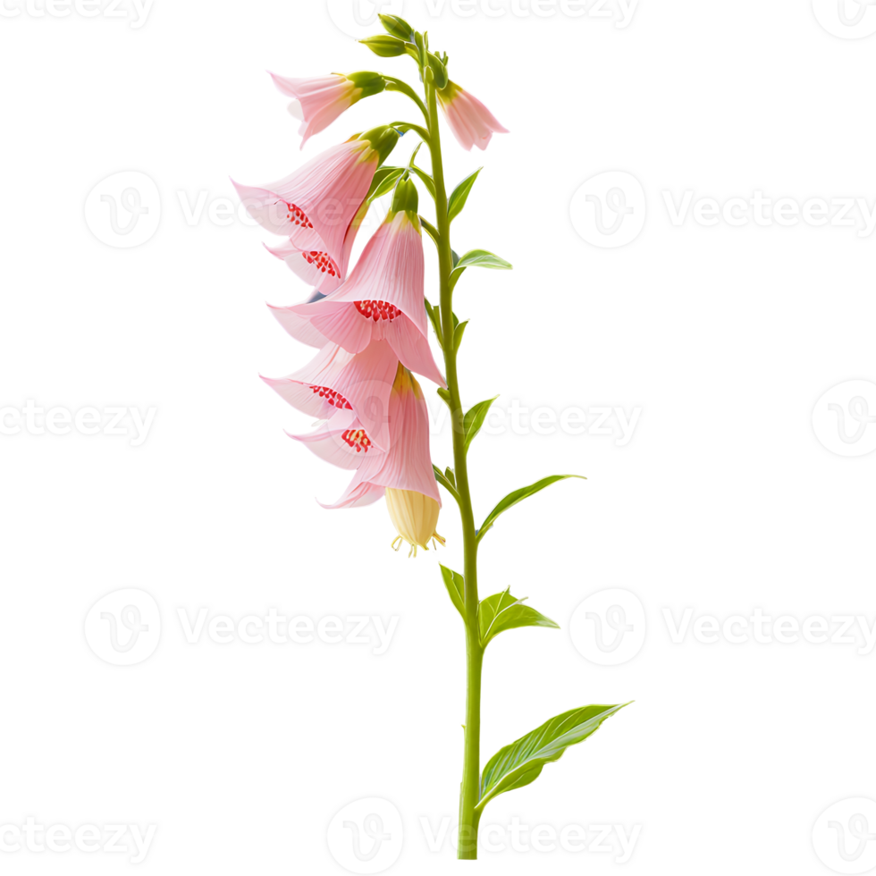 Pink foxglove flower stem isolated transparent background png