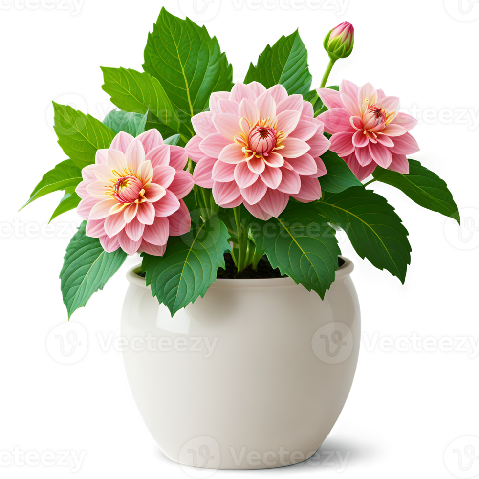 Pink Dahlia Flowers in White Pot Home Decor Floral Arrangement Potted Plant png