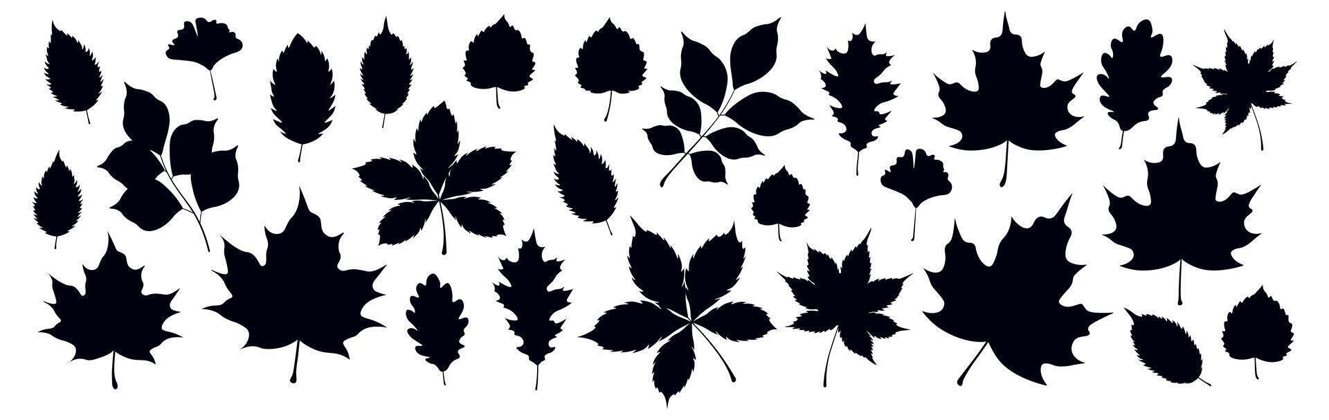 Set of silhouettes of autumn leaves in a cartoon style. Flat illustration of black silhouettes of autumn leaves, maple, oak, ginkgo, birch, chestnut, walnut, twigs isolated on a white background. vector