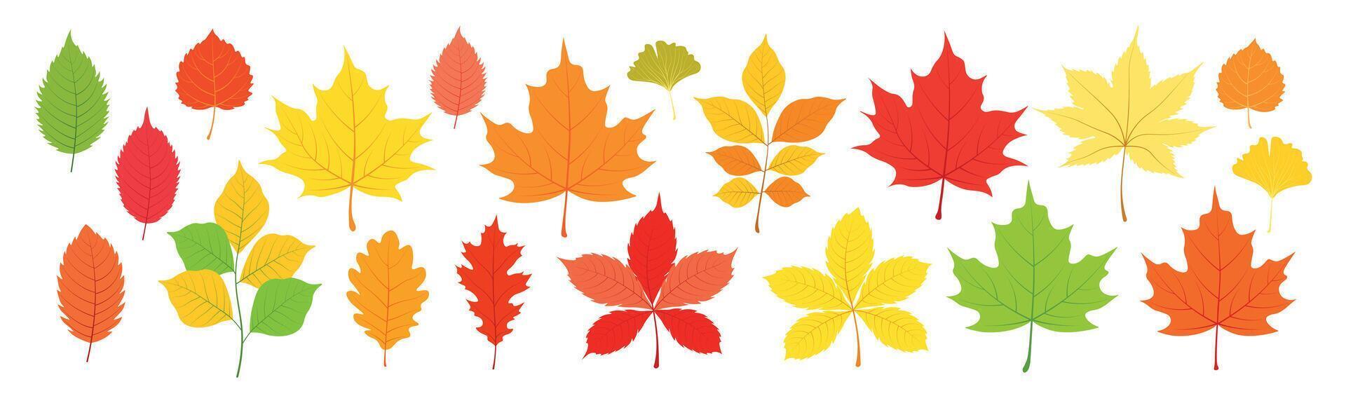 Set of autumn leaves in cartoon style. Flat illustration of leaves of different colors and types, maple, oak, ginkgo, birch, chestnut, walnut, branches isolated on white background. Autumn season. vector