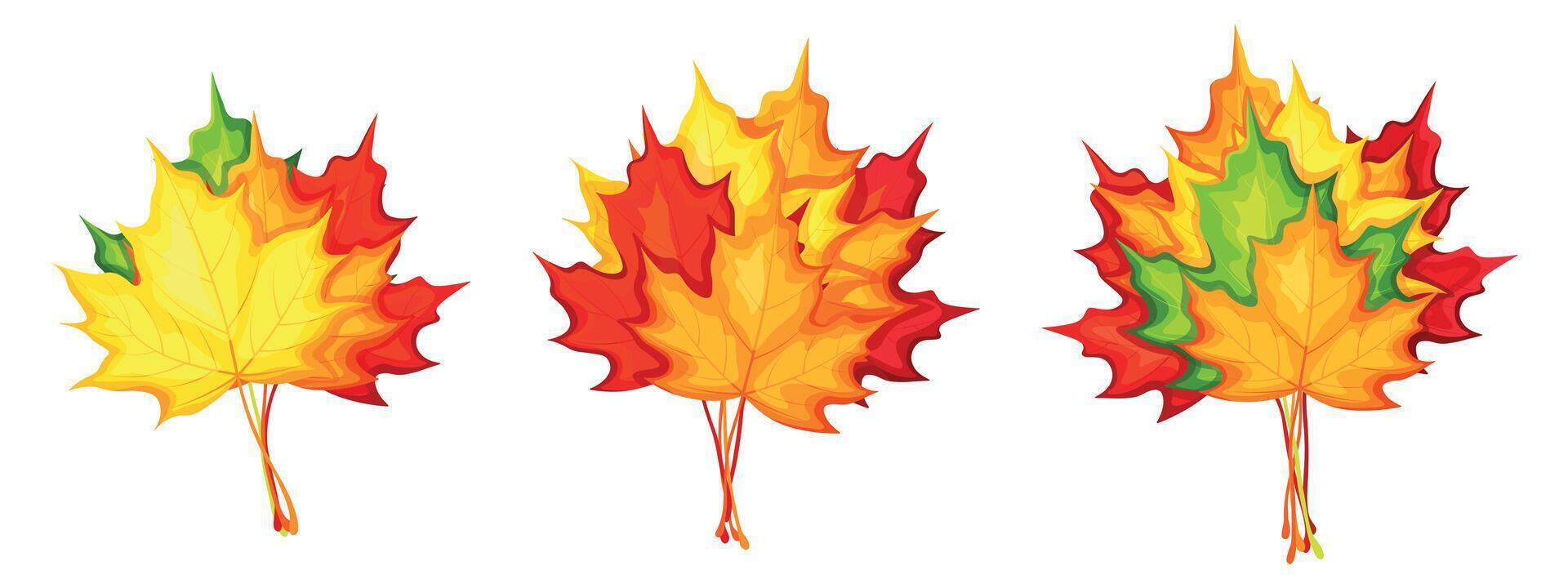 Set of autumn bouquets of maple leaves in cartoon style. Flat illustration of beautiful bunches of leaves of different colors, yellow, green, red, orange, burgundy isolated on a white background. vector