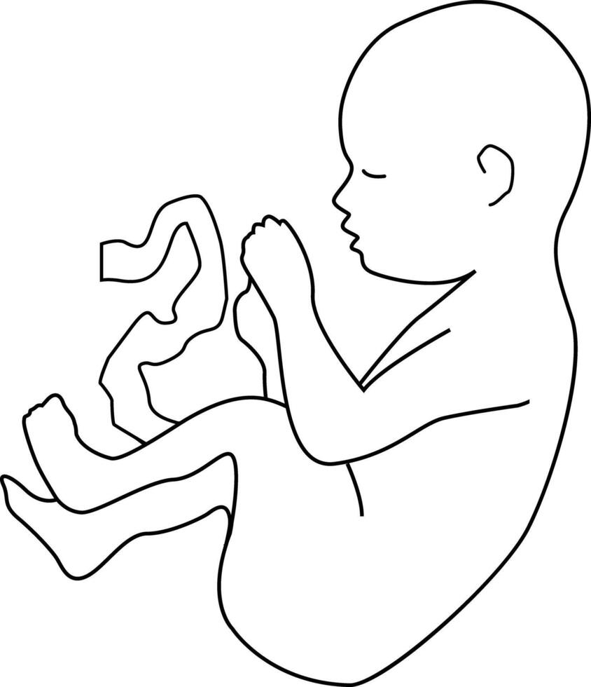 A baby in the state of an embryo with an umbilical cord. Outline style. vector