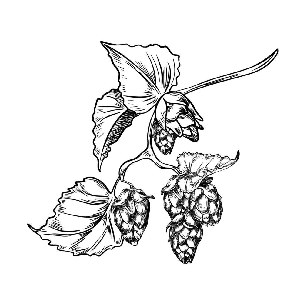 Hop cones on branch with leaves black white illustration isolated. Humulus plant monochrome graphic hand drawn in line art for design beer label, packaging, St Patrick day, Oktoberfest vector