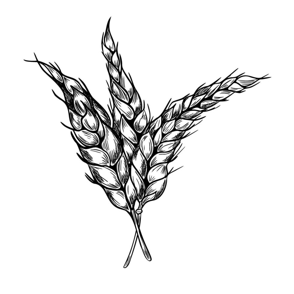 Bunch of wheat ears on stem black white graphic illustration isolated. Set of spikelet rye, barley monochrome hand drawn by ink botanical sketch for design beer label, natural product, bakery vector