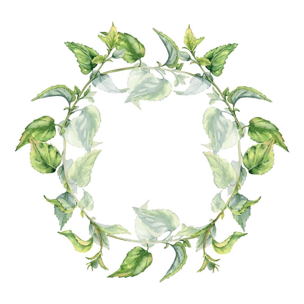 Circle frame with stem of nettle watercolor isolated on white. Illustration of the medicinal plant Urticaria dioica. Frame of stinging plant with green leaves hand drawn. For packaging herb tea. vector