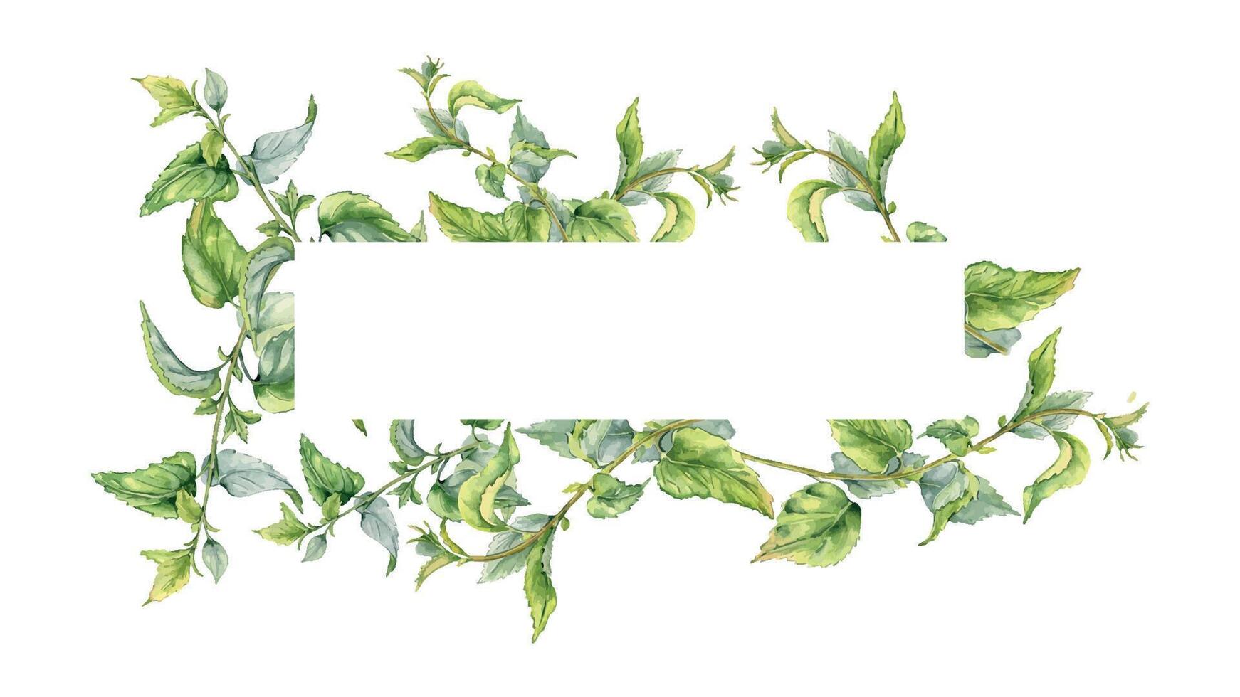 Frame with stem of nettle watercolor isolated on white. Illustration of the medicinal plant Urticaria dioica. Frame of stinging plant with green leaves hand drawn. For label, packaging, apothecary vector