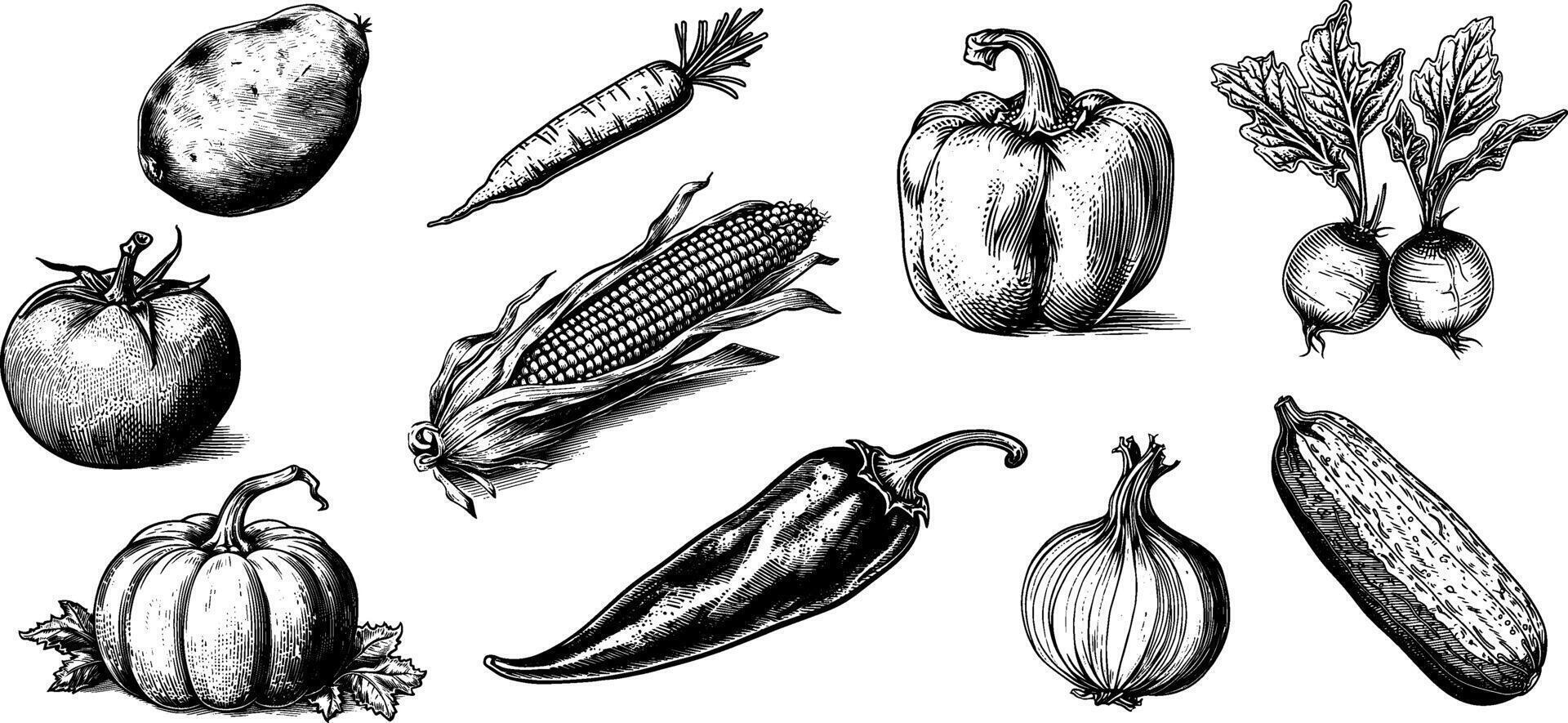 Vintage Vegetable Illustration Set. Engraved Sketch of Potato, Tomato, Corn, Carrot, Pepper, Pumpkin, cucumber, beetroot. vector
