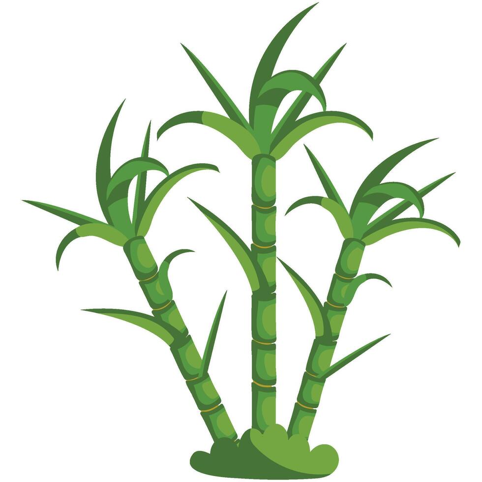 sugarcane foliage isolated illustration design vector
