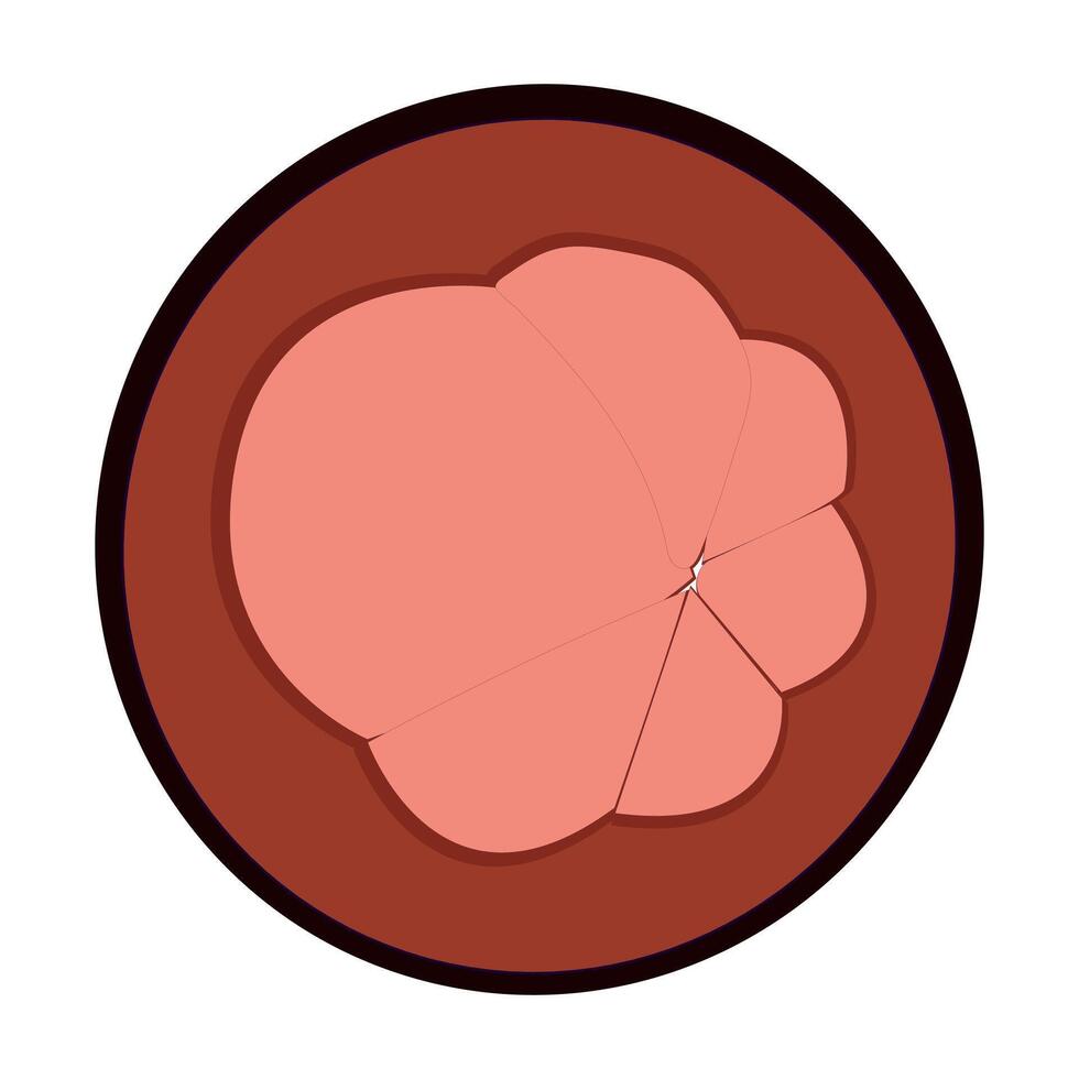 Mangosteen Illustration for Healthy Food Concept vector