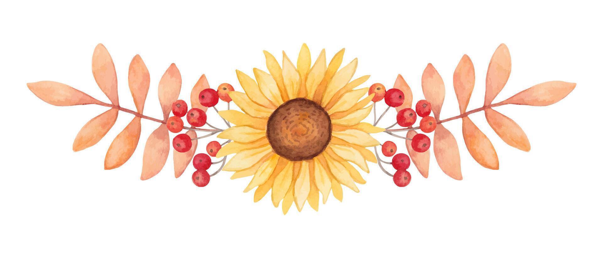 Autumn composition of sunflowers with red rowan berries and leaves. Botanical watercolor illustration. Frame, banner.Hand drawn isolated art.Seasonal holidays design.Thanksgiving, Halloween, birthday vector