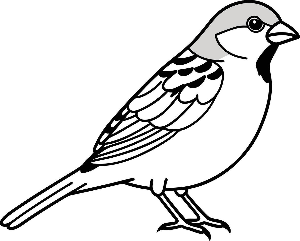 sparrow bird flies illustration vector
