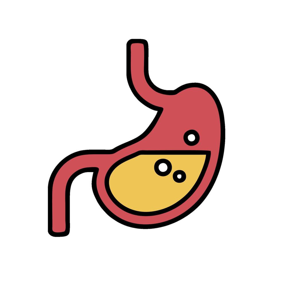 The stomach is shown in a line drawing vector
