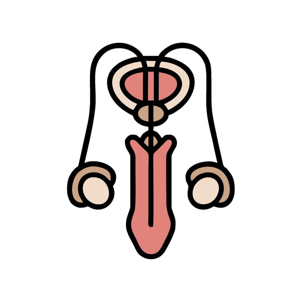 A drawing of a male organ with a penis vector