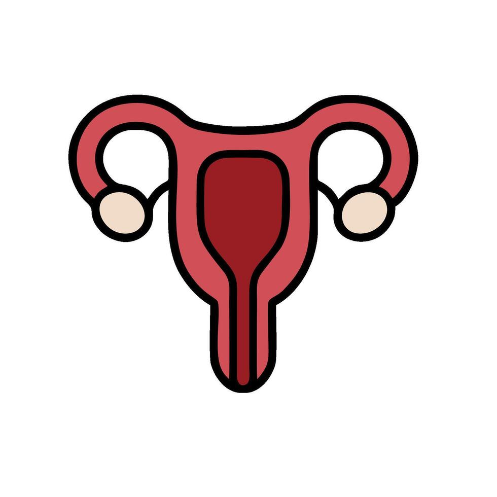 The uterus is shown in a flat line style vector
