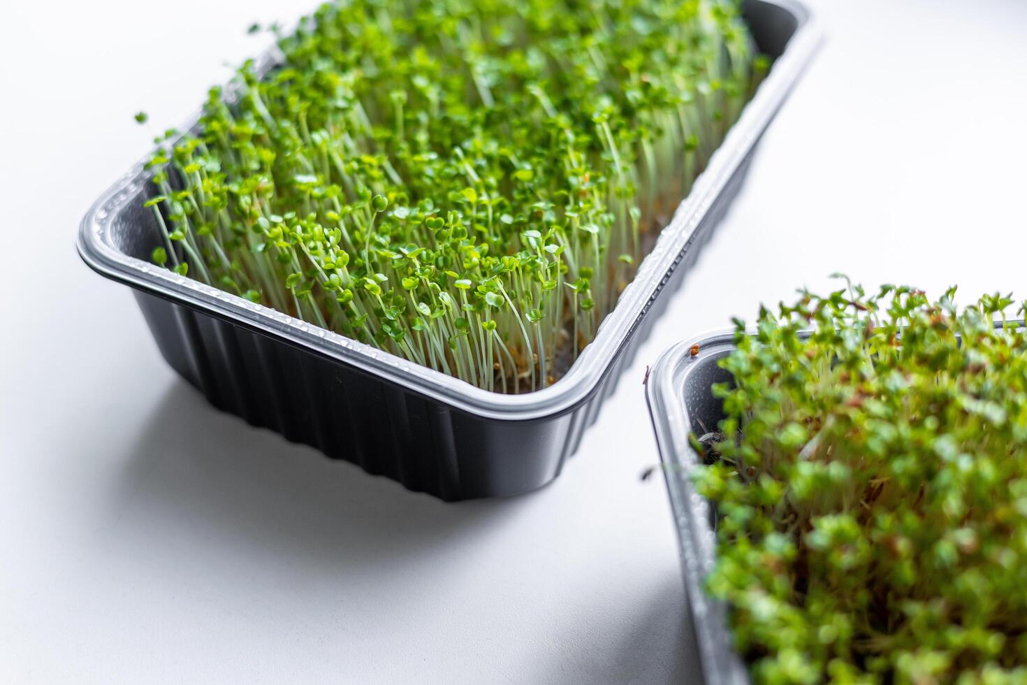 Fresh microgreens. Container of freshly sprouted microgreens. Container with microgreens on a white background. Healthy eating concept. photo