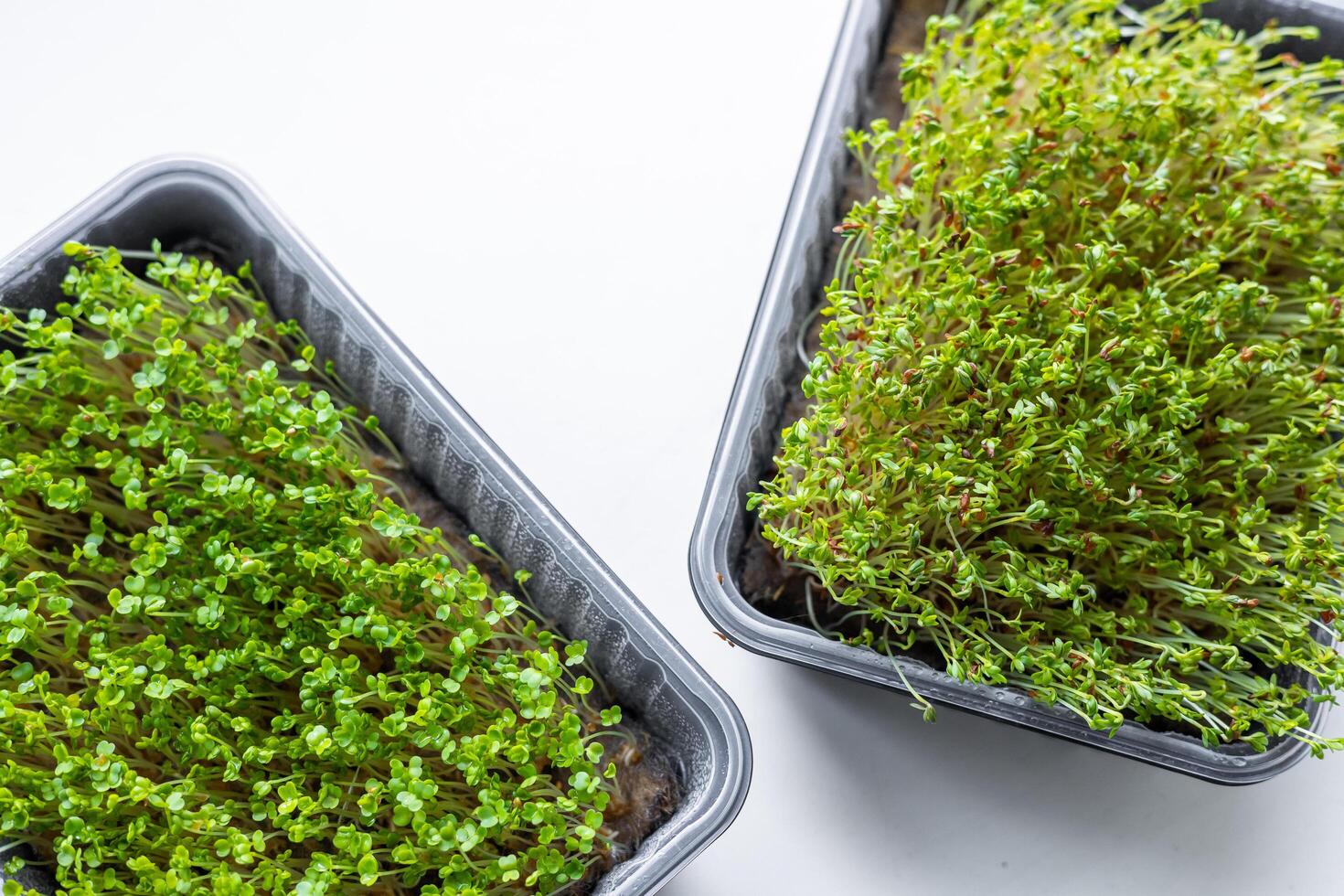 Fresh microgreens. Container of freshly sprouted microgreens. Container with microgreens on a white background. Healthy eating concept. photo
