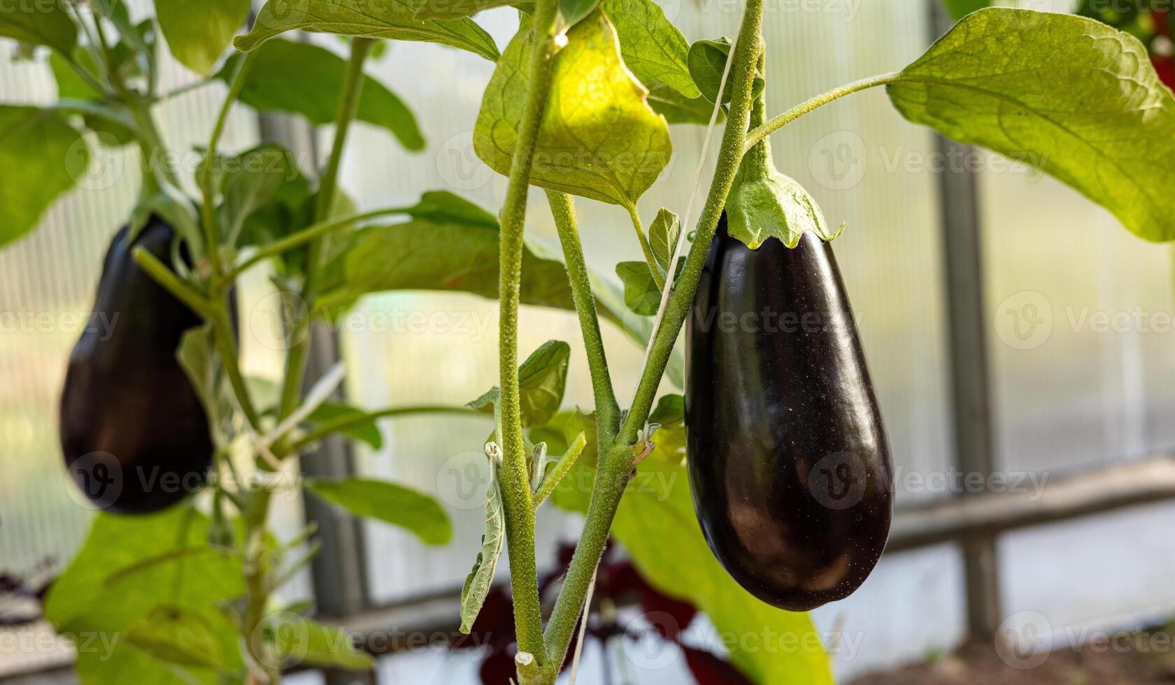 Ripe eggplants hanging from a plant in a greenhouse. The eggplants are dark purple and smooth, and they are growing vertically on a vine, held up by a white string. photo