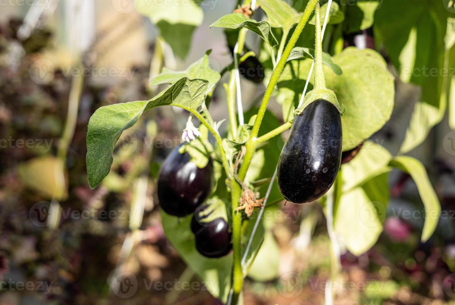 Ripe eggplants hanging from a plant in a greenhouse. The eggplants are dark purple and smooth, and they are growing vertically on a vine, held up by a white string. photo