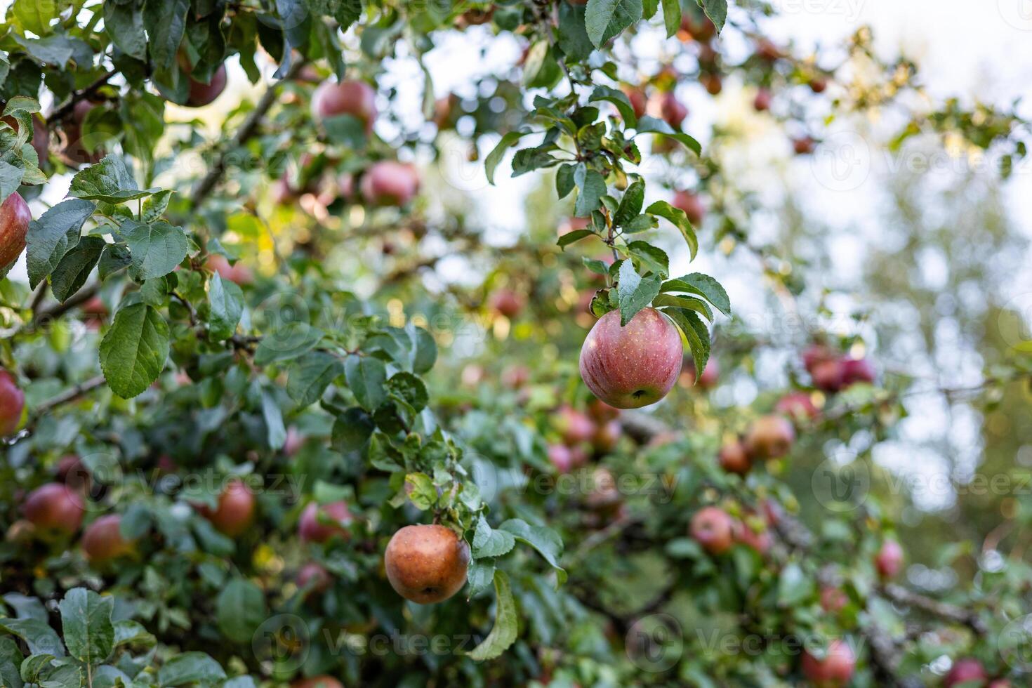 Bountiful apple tree laden with ripe apples. The branches are heavy with fruit, and the green leaves create a lush backdrop. photo