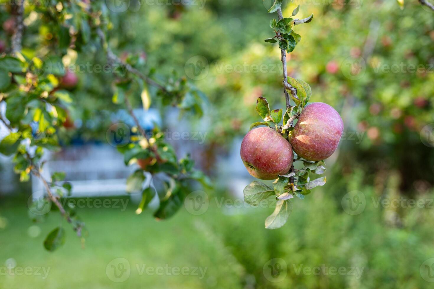 Bountiful apple tree laden with ripe apples. The branches are heavy with fruit, and the green leaves create a lush backdrop. photo